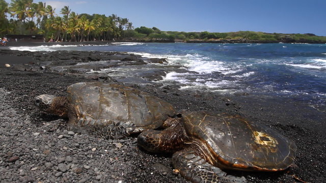 Sea Turtles on Beach