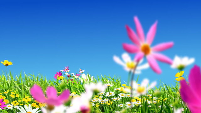 Green meadows and flowers. Animation on the topic of nature and ecology, climate and landscapes.