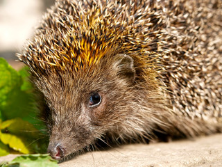 hedgehog