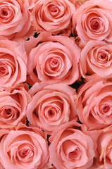 Fototapeta na wymiar Big multiple pink roses background