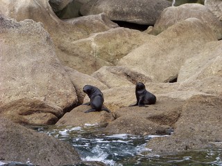 Baby seals Abel Tasman NP New Zealand