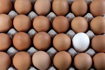 an egg white into brown eggs, Visible minority