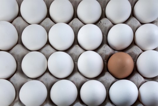 An Egg Brown Into White Eggs, Visible Minority