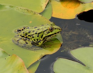 Teichfrosch