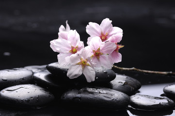 Fototapeta na wymiar Sakura on stones with water drops