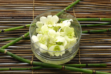 bowl of orchid and thin bamboo
