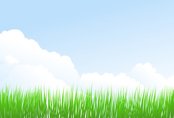 Fototapeta na wymiar green grass and sky