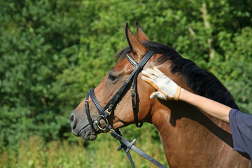 Fototapeta premium Pferdeporträt mit haltender Menschenhand