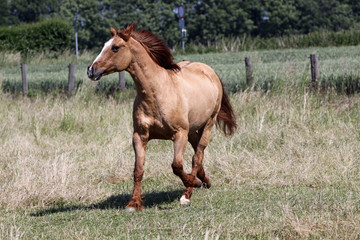 Pferd auf einer Weide