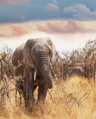 Fototapeta premium Elephant