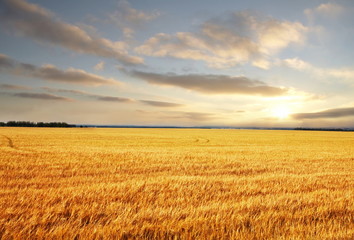 Field on sunset