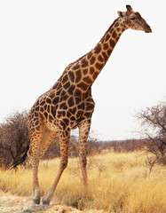 Giraffe