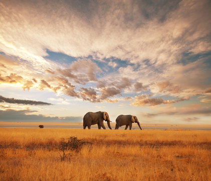 Fototapeta Elephant