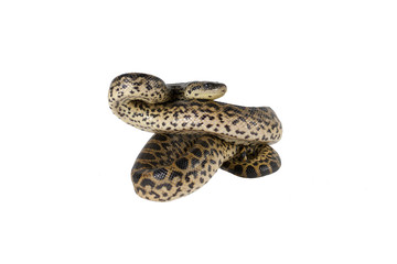 Anaconda