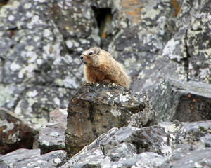 USA Wildnis - Murmeltier