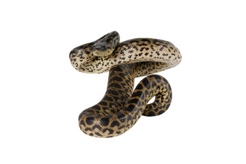 Anaconda