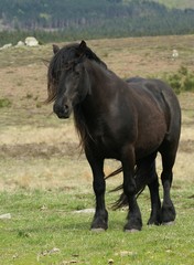 Fototapeta premium cheval frison