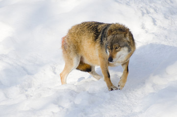 Wolf im Schnee