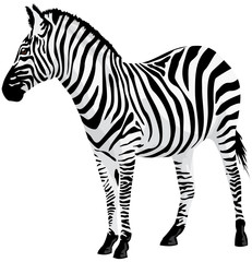 Fototapeta na wymiar Zebra. Ilustracji wektorowych.