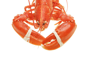 Lobster head and claws