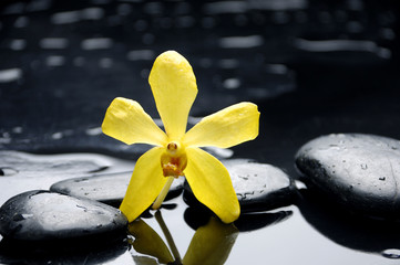 Macro of yellow orchid and stone with water drops