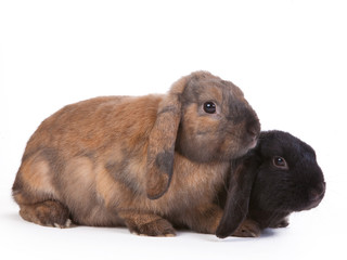 brown and black lop eared rabbits, isolated