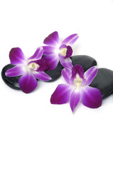 Still-life with orchid on pebbles