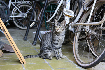 Gatto con biciclette