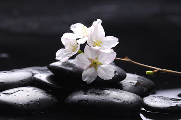 Obraz na płótnie Canvas Zen stone and spring cherry with water drops