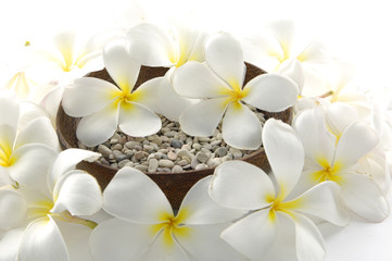 Wooden bowl of white frangipani