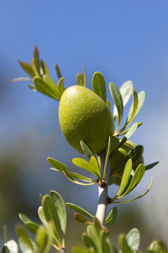 Closeup of an argan nut
