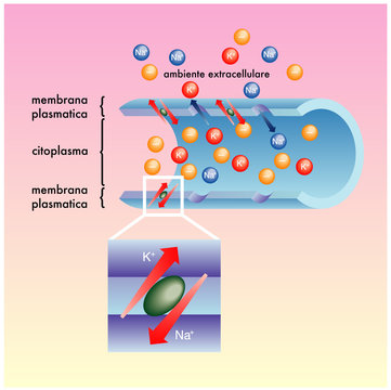 membrana plasmatica