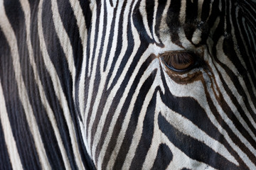 Closeup of a zebra's head