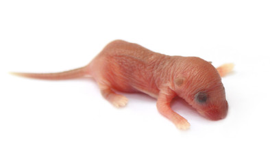 Newly born rat