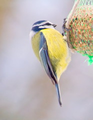 Kohlmeise