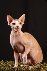 Fototapeta premium Sphynx Red and Wite Tabby che parla