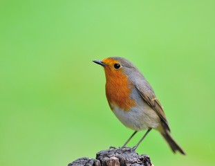 Petirrojo ( Erithacus rubecula ) con fondo verde.