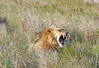 Wild South African Lion