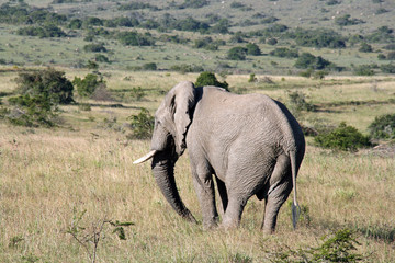 Wild African Elephant
