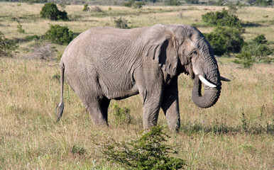 Wild South African Elephant