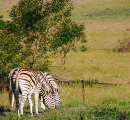 South African Aebra