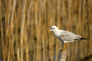 Seagull standing on the timber