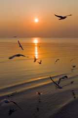 Silhouette of Seagull fly