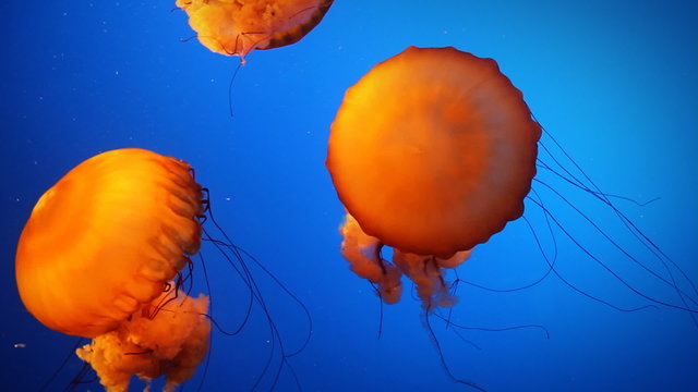 Orange Jellyfish