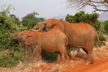 Fototapeta na wymiar coppia elefanti