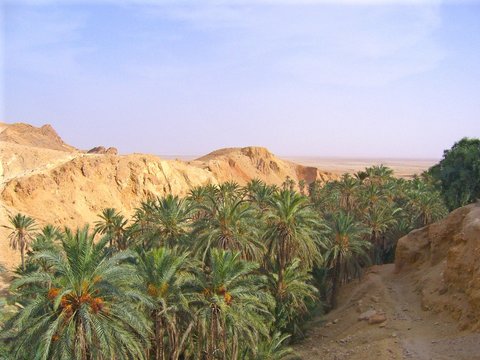 Oaza na Saharze