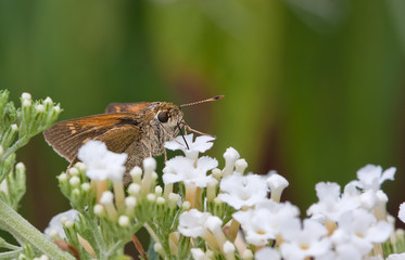Silver-Spotted Skipper Butterfly Sucking Nectar