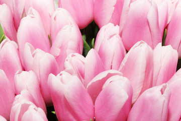 Obraz premium tulips pattern