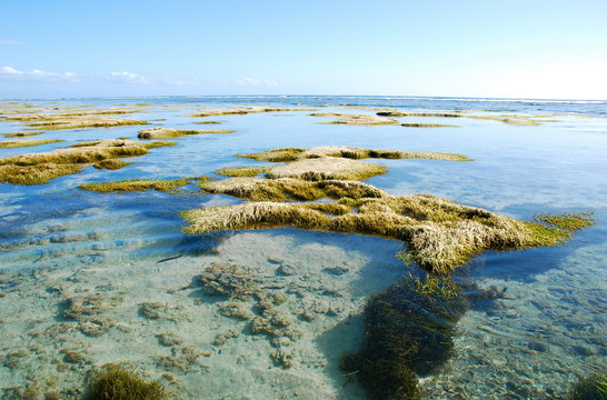 lagon