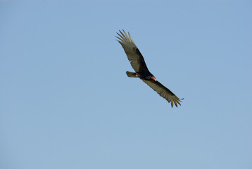 Turkey Vulture Cathartes Aura, Mexico 2007